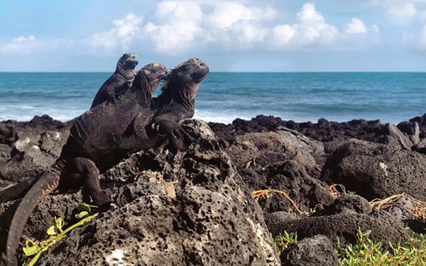 GALÁPAGOS : SUR LES TRACES DE CHARLES DARWIN||GALAPAGOS: WALKING IN DARWIN’S FOOTSTEPS