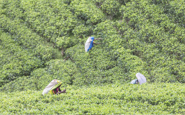 À LA DÉCOUVERTE DU SRI LANKA||DISCOVERING SRI LANKA